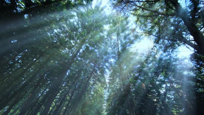 光线阳光穿过松树林森林 丁达尔效应耶稣光