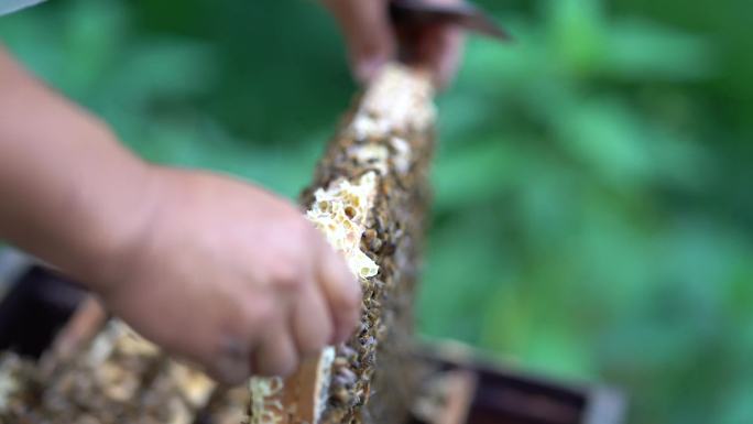 蜜蜂养殖老蜂巢浆