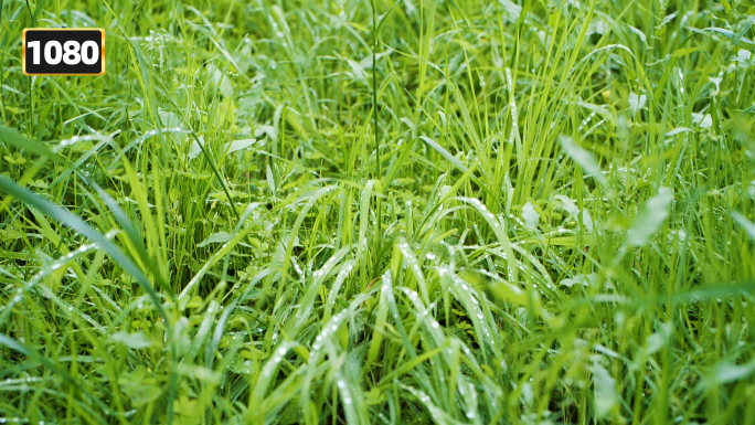 风吹草地露珠公园空镜头春风野草唯美青草