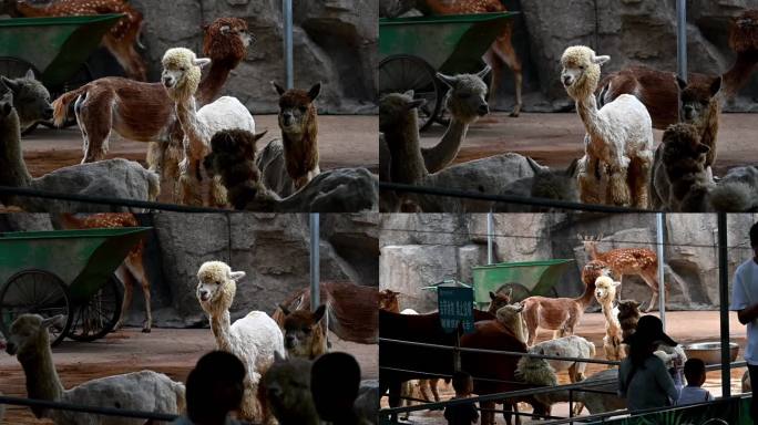 动物园里可爱的羊驼
