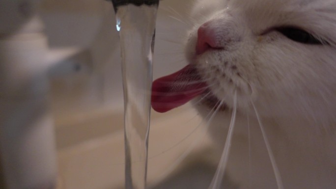 白色布偶猫在水龙头下喝水慢镜头4k超清