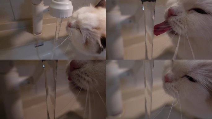 白色布偶猫在水龙头下喝水慢镜头4k超清