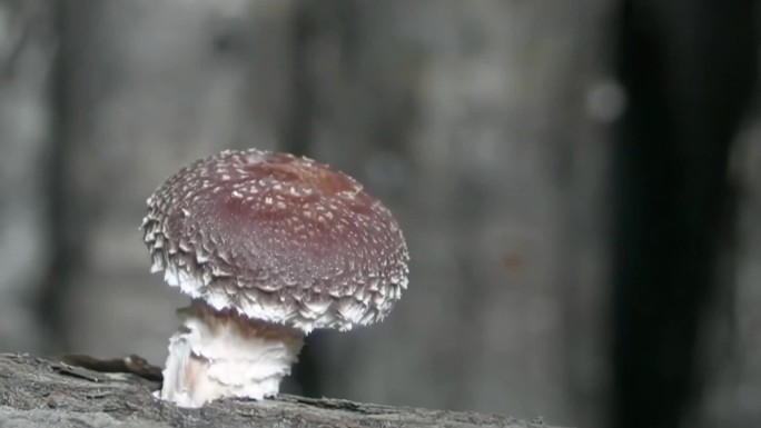 蘑菇菌类生长过程延时拍摄