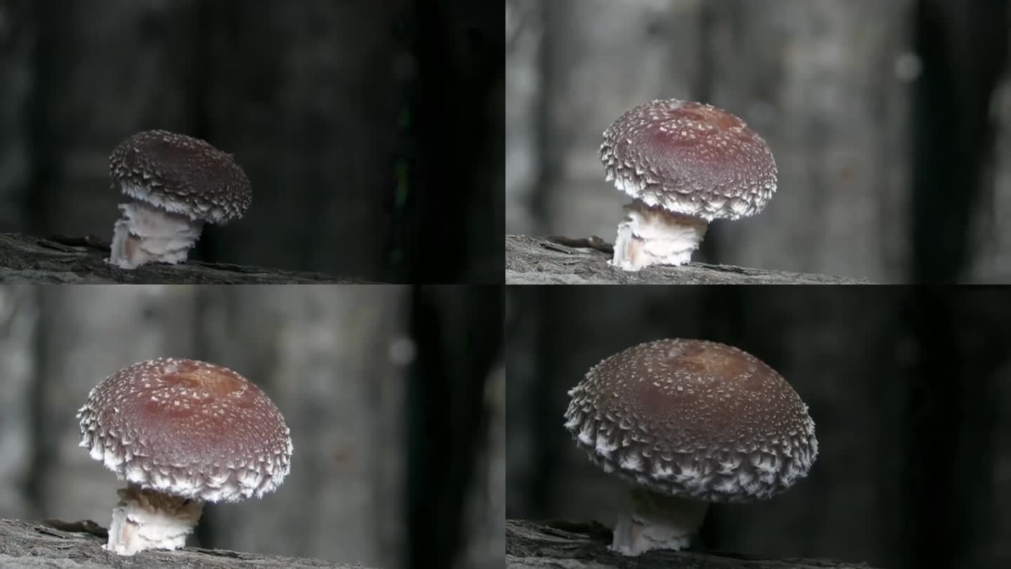 蘑菇菌类生长过程延时拍摄