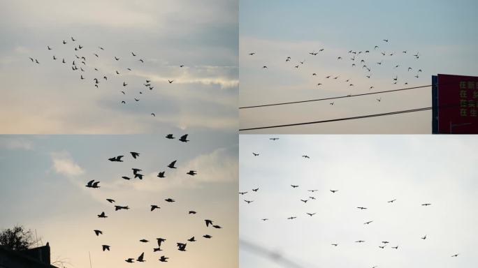鸽子飞过天空傍晚时分城市鸽子翱翔蓝天飞舞
