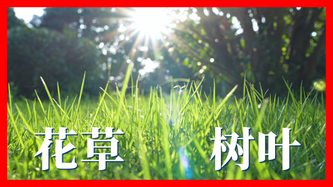 4K 实拍唯美阳光草地树叶 01