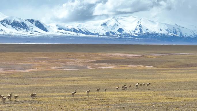 西藏阿里羌塘无人区雪山藏羚羊野生动物航拍