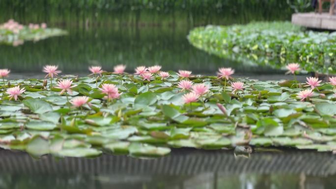 睡莲 碗莲 莲花 池塘 鱼塘 鲜花