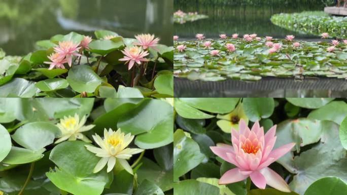 睡莲 碗莲 莲花 池塘 鱼塘 鲜花