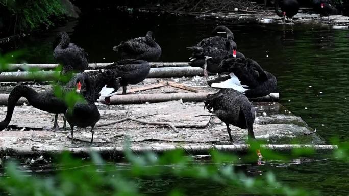 一群黑天鹅在竹筏上梳理羽毛