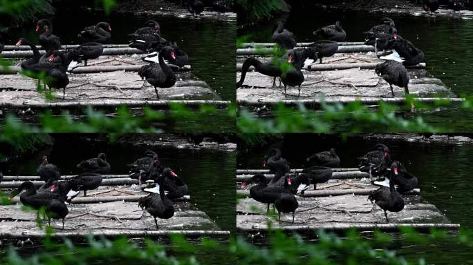 一群黑天鹅在竹筏上梳理羽毛