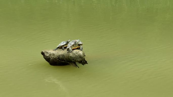 实拍乌龟休憩后落水