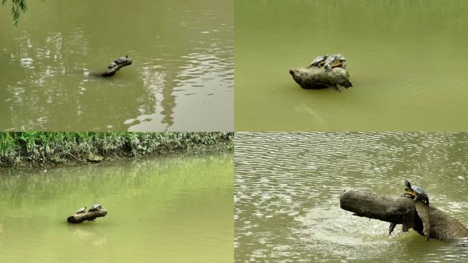 实拍乌龟休憩后落水