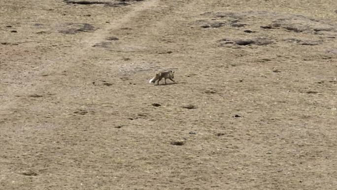 西藏纳木措狐狸航拍野生动物