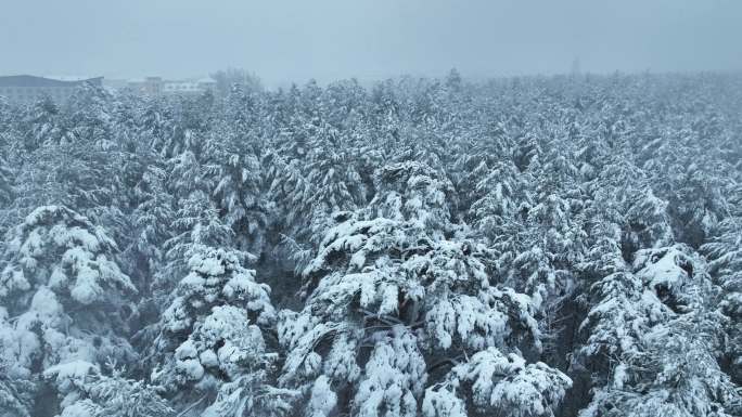 航拍唯美雪景下大雪天空飞翔美人松长白山