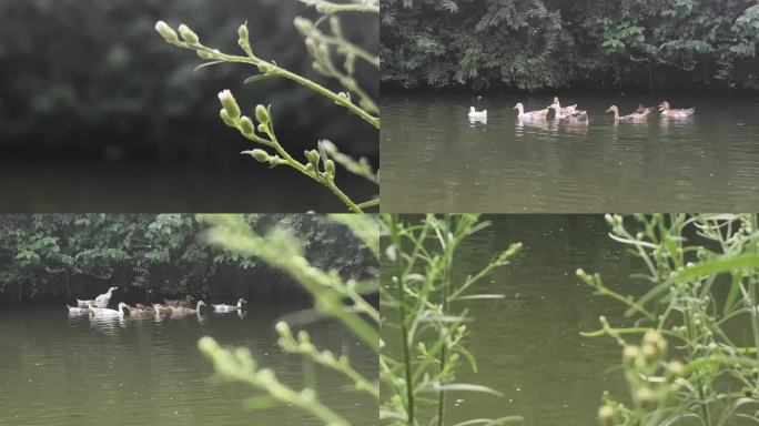 池塘 鸭子 游泳 一群鸭子  农家