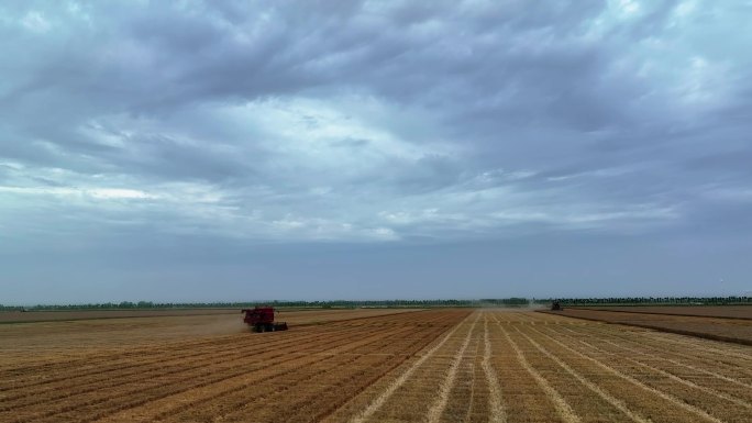 收割机在乌云密布的的天空下抢收小麦