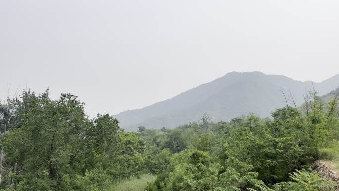 山 水 丛林 风景  蓝天 杏树