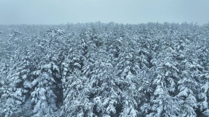 无人机航拍飞过美人松林海雪原大雪纷飞雪景