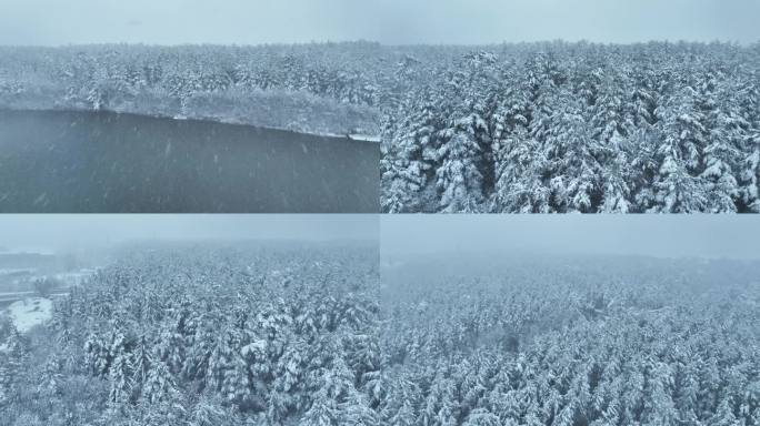 无人机航拍飞过美人松林海雪原大雪纷飞雪景