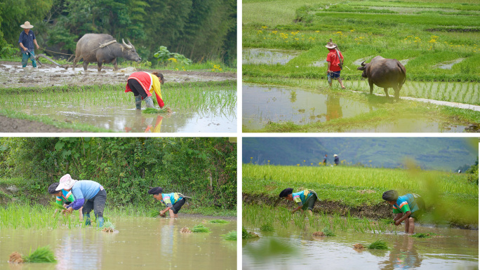 牛犁田耕地插秧种水稻农忙时节乡村稻田美景