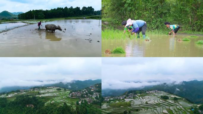 牛犁田耕地插秧种水稻农忙时节乡村稻田美景