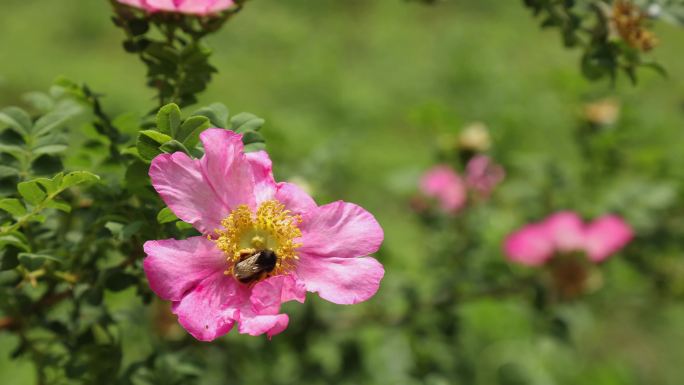 刺梨、刺梨花、蜜蜂采花4k视频素材