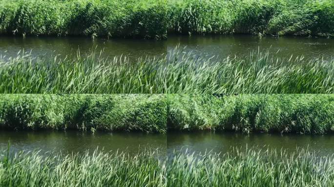 池塘 水草 芦苇