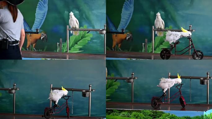 动物园里驯化师训练金刚鹦鹉骑独轮车