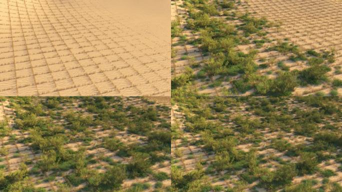 【4K】原创写实沙漠治理退耕还林还草生长