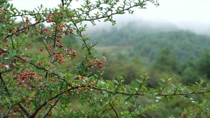 雨后的大山小山楂，春意杨然