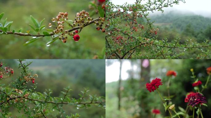 雨后的大山小山楂，春意杨然