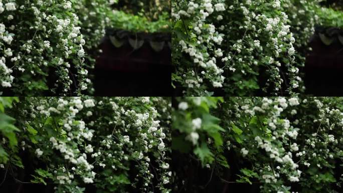 白色蔷薇花丛