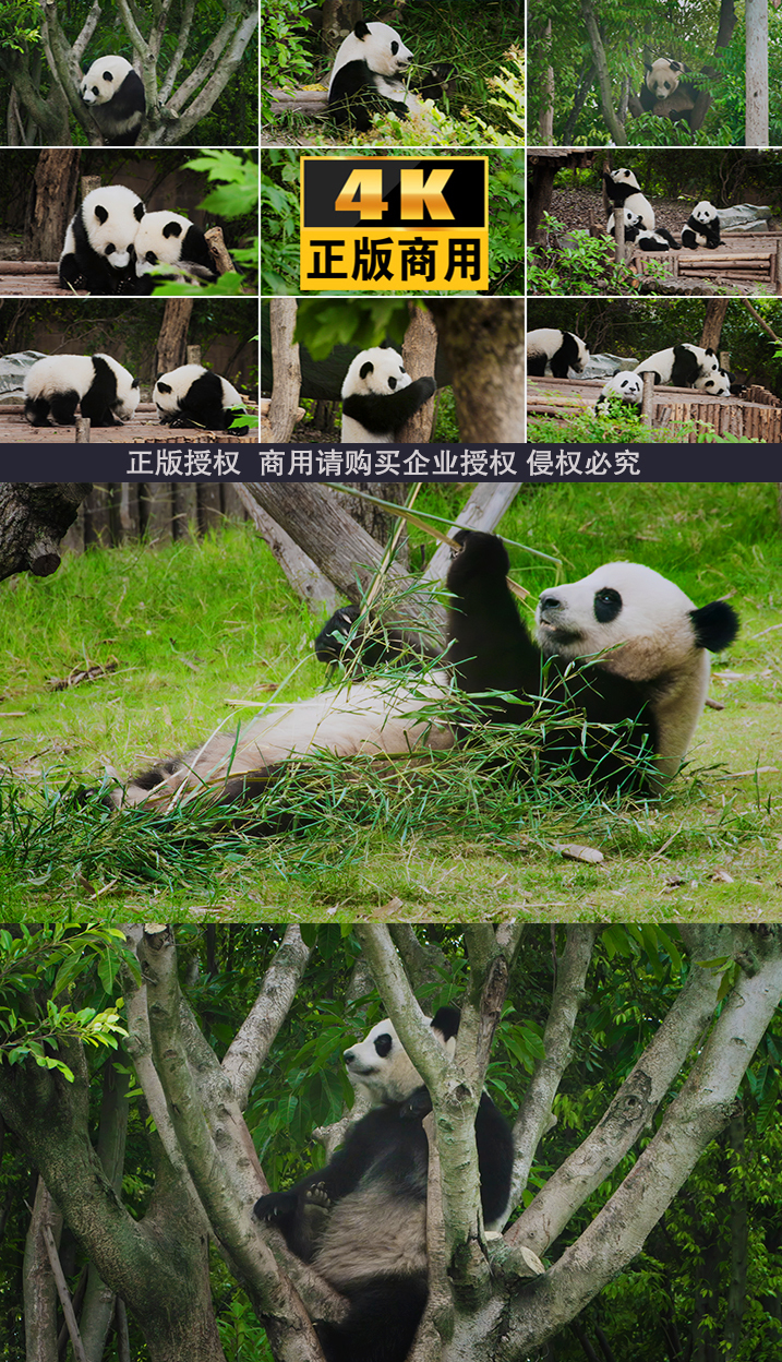 熊猫大熊猫成都