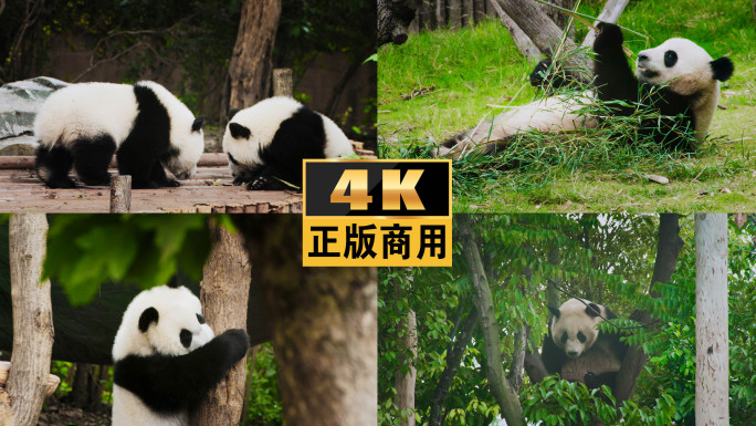 大熊猫熊猫成都