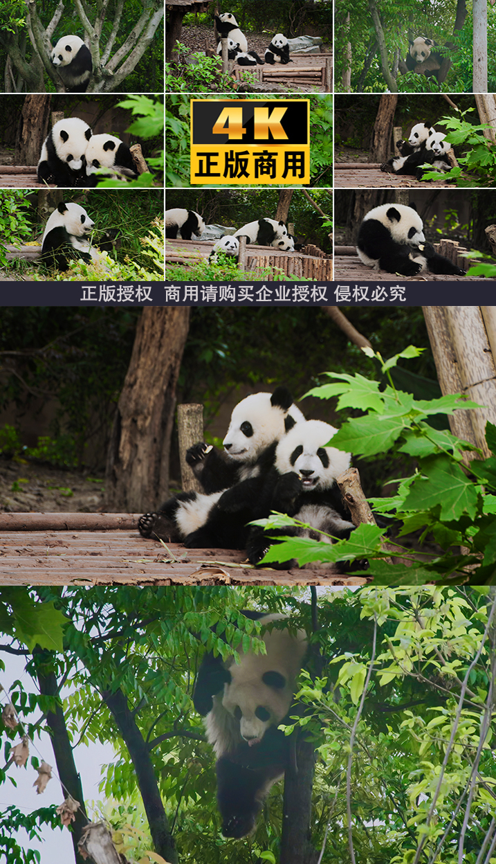 大熊猫熊猫成都