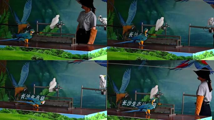 鹦鹉驯化师训练鹦鹉翻字牌-长沙动物园