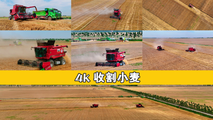 4k航拍小麦大田收割机收割小麦