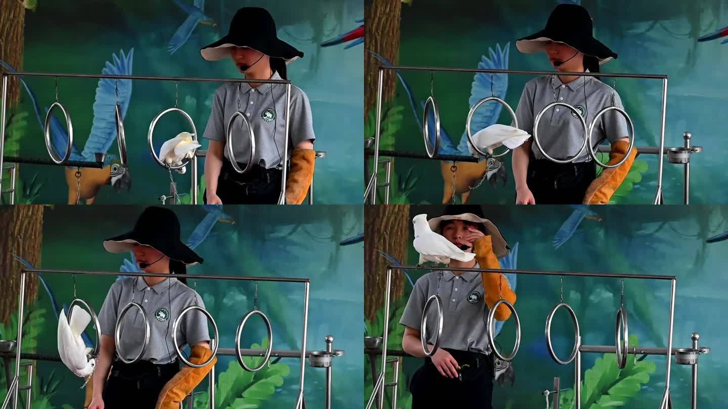 动物园里驯化师训练金刚鹦鹉-过铁环