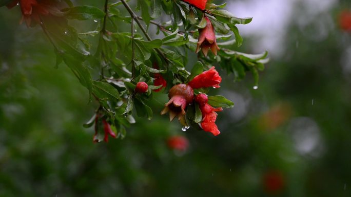 雨水雨滴石榴花电影画质合集