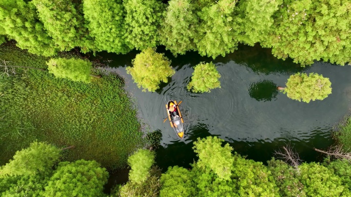 4K航拍昆明海洪湿地公园水杉杉林合集2