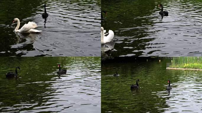 白天鹅-黑天鹅-游泳