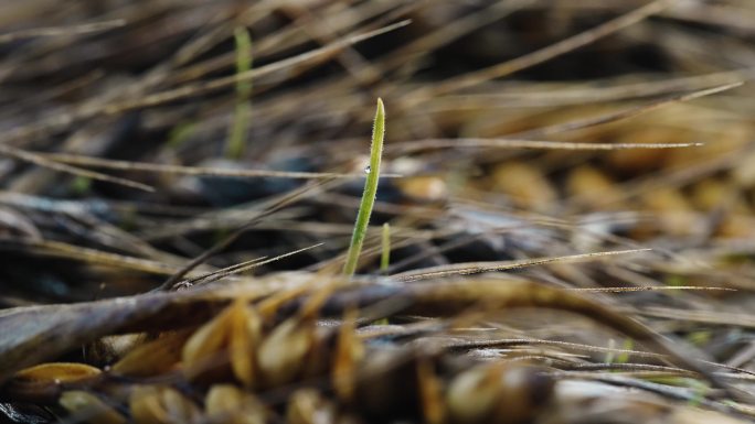 4k连续阴雨后的成熟小麦在田地里发霉发芽