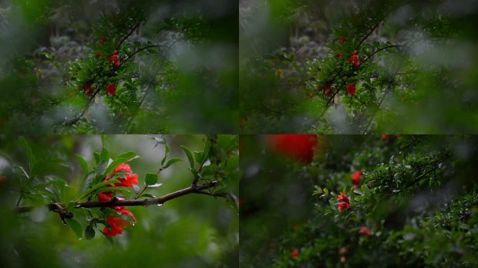 雨水雨滴石榴花电影画质合集