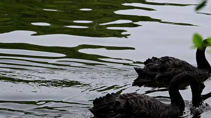 水里黑天鹅游泳-竹筏上黑天鹅整理羽毛
