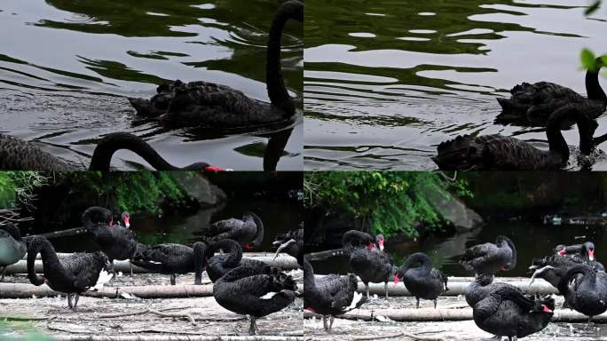 水里黑天鹅游泳-竹筏上黑天鹅整理羽毛