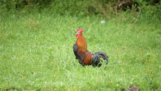 公鸡打鸣放养鸡农村场景树林里的鸡群山林鸡