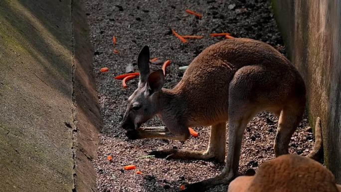 动物园游客投喂-袋鼠吃胡萝卜