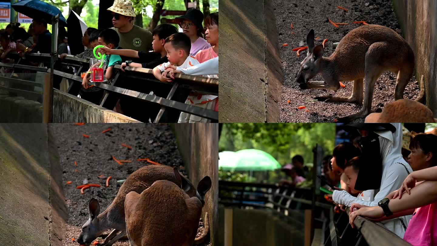 动物园游客投喂-袋鼠吃胡萝卜