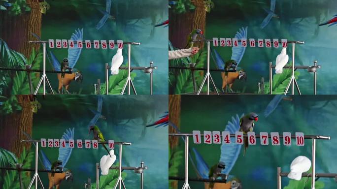 动物园里驯化师训练金刚鹦鹉-计算题